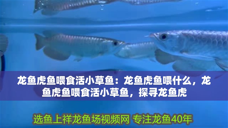 龍魚虎魚喂食活小草魚：龍魚虎魚喂什么，龍魚虎魚喂食活小草魚，探尋龍魚虎 龍魚虎魚喂食活小草魚：龍魚虎魚喂什么，龍魚虎魚喂食活小草魚，探尋龍魚虎 水族問答