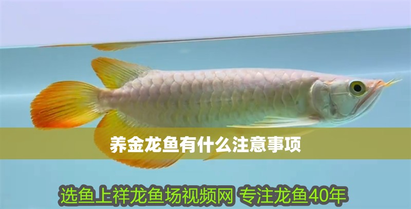 養金龍魚有什么注意事項