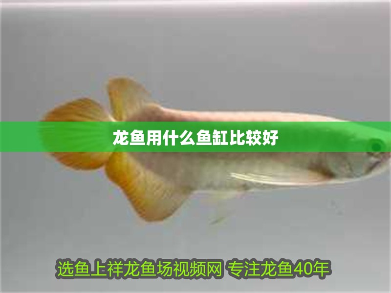 龍魚(yú)用什么魚(yú)缸比較好