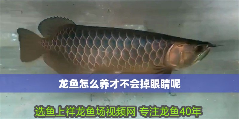 龍魚怎么養才不會掉眼睛呢