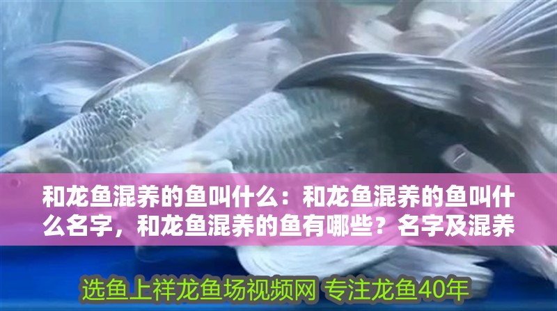 和龍魚混養的魚叫什么：和龍魚混養的魚叫什么名字，和龍魚混養的魚有哪些？名字及混養要點 和龍魚混養的魚叫什么：和龍魚混養的魚叫什么名字，和龍魚混養的魚有哪些？名字及混養要點 水族問答