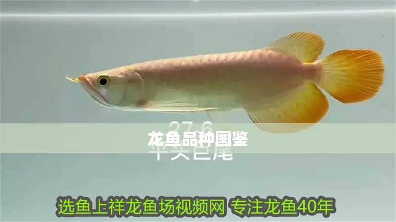 龍魚品種圖鑒 龍魚品種圖鑒 龍魚百科 第2張