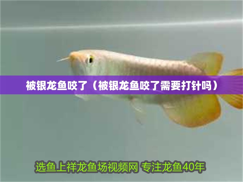 被銀龍魚咬了（被銀龍魚咬了需要打針嗎）