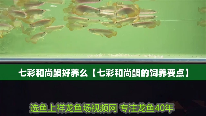 七彩和尚鯛好養么【七彩和尚鯛的飼養要點】