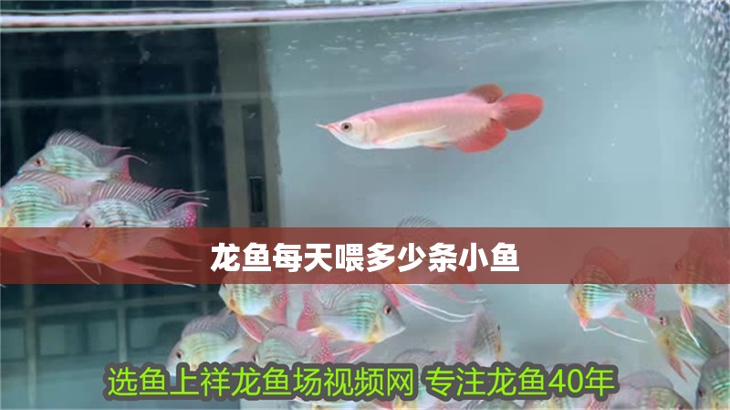 龍魚(yú)每天喂多少條小魚(yú)