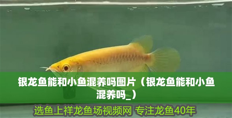 銀龍魚能和小魚混養嗎圖片（銀龍魚能和小魚混養嗎_） 銀龍魚能和小魚混養嗎圖片（銀龍魚能和小魚混養嗎_） 銀龍魚百科