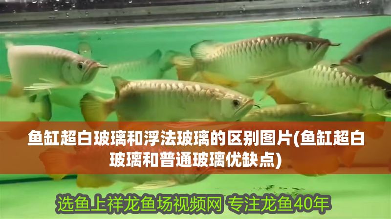 魚缸超白玻璃和浮法玻璃的區(qū)別圖片(魚缸超白玻璃和普通玻璃優(yōu)缺點)