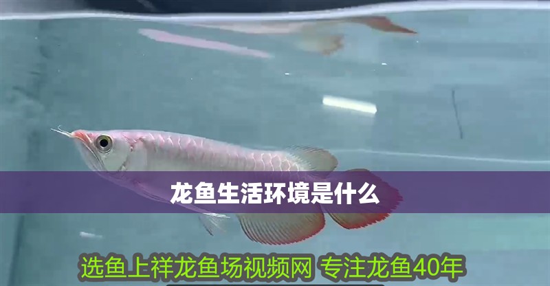 龍魚(yú)生活環(huán)境是什么