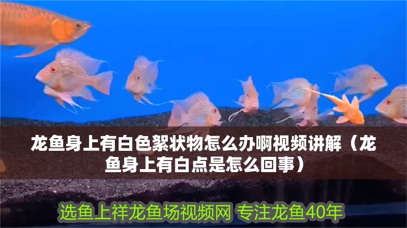 龍魚身上有白色絮狀物怎么辦啊視頻講解（龍魚身上有白點是怎么回事）