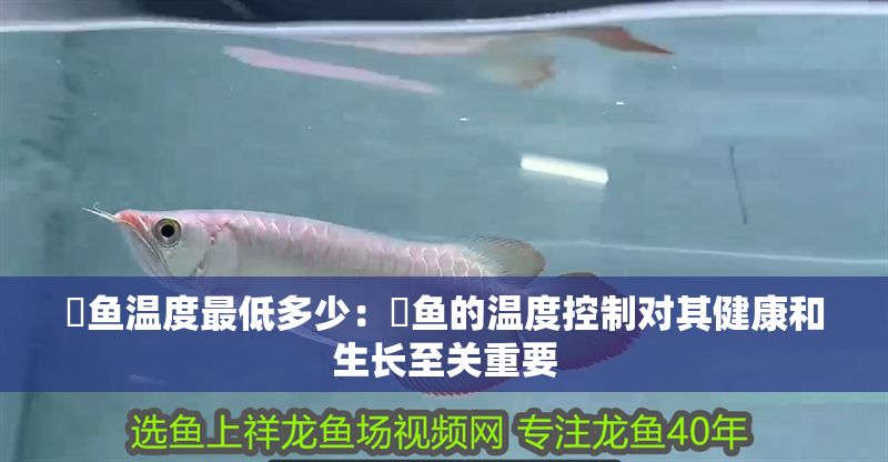 魟魚溫度最低多少：魟魚的溫度控制對其健康和生長至關重要