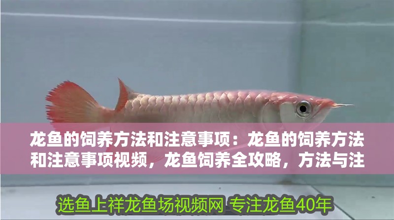 龍魚的飼養方法和注意事項：龍魚的飼養方法和注意事項視頻，龍魚飼養全攻略，方法與注意事項詳解（含視頻）