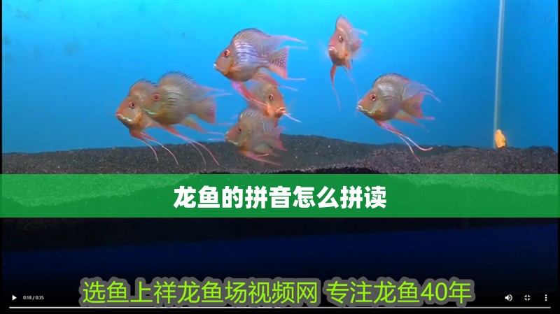 龍魚的拼音怎么拼讀