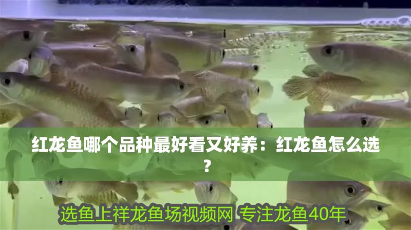 紅龍魚哪個品種最好看又好養：紅龍魚怎么選？