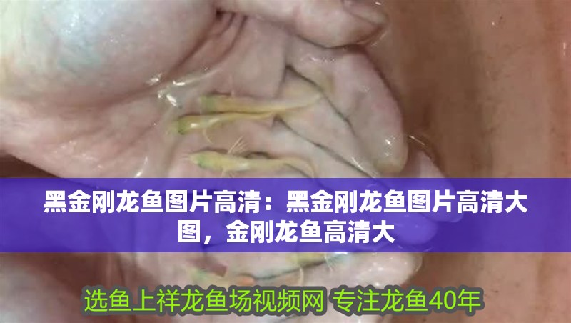 黑金剛龍魚圖片高清：黑金剛龍魚圖片高清大圖，金剛龍魚高清大