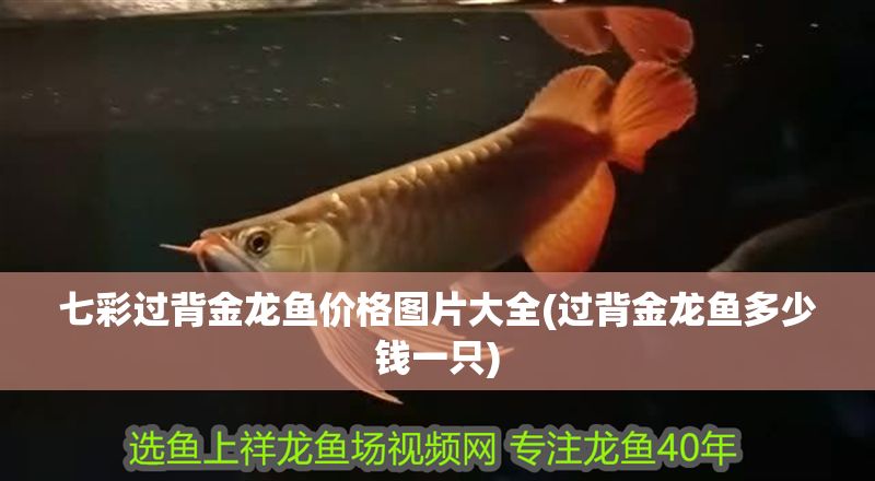 七彩過背金龍魚價格圖片大全(過背金龍魚多少錢一只)