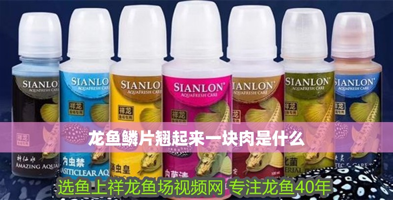 龍魚鱗片翹起來一塊肉是什么 龍魚百科 第4張 龍魚鱗片翹起來一塊肉是什么 龍魚鱗片翹起來一塊肉是什么 龍魚百科 第4張