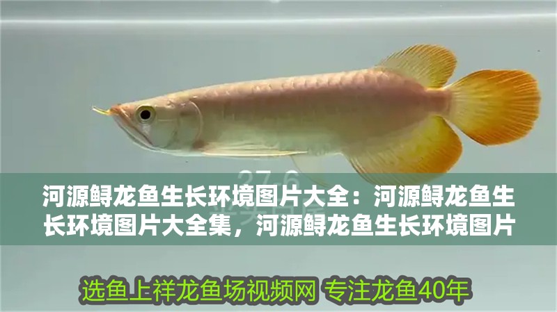 河源鱘龍魚生長環(huán)境圖片大全：河源鱘龍魚生長環(huán)境圖片大全集，河源鱘龍魚生長環(huán)境圖片大