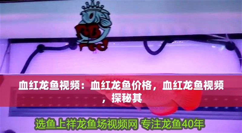 血紅龍魚視頻：血紅龍魚價格，血紅龍魚視頻，探秘其