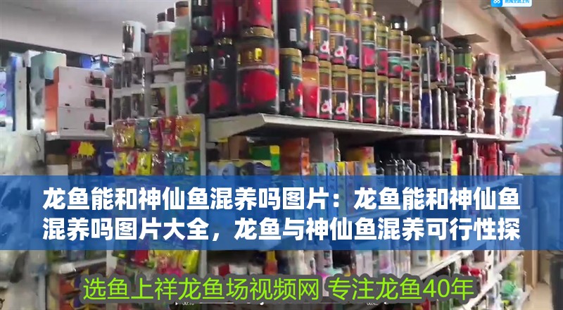 龍魚能和神仙魚混養嗎圖片：龍魚能和神仙魚混養嗎圖片大全，龍魚與神仙魚混養可行性探究及圖片展示大全 龍魚能和神仙魚混養嗎圖片：龍魚能和神仙魚混養嗎圖片大全，龍魚與神仙魚混養可行性探究及圖片展示大全 水族問答