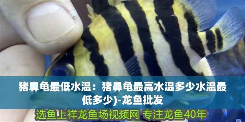 豬鼻龜最低水溫：豬鼻龜最高水溫多少水溫最低多少)-龍魚批發 豬鼻龜最低水溫：豬鼻龜最高水溫多少水溫最低多少)-龍魚批發 豬鼻龜百科 第1張