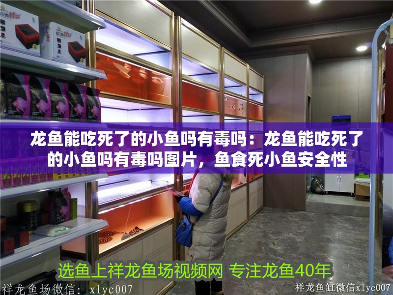龍魚(yú)能吃死了的小魚(yú)嗎有毒嗎：龍魚(yú)能吃死了的小魚(yú)嗎有毒嗎圖片，魚(yú)食死小魚(yú)安全性