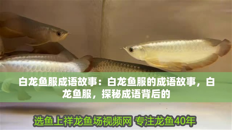 白龍魚服成語故事：白龍魚服的成語故事，白龍魚服，探秘成語背后的