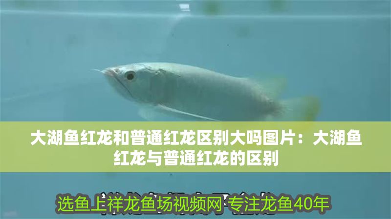 大湖魚紅龍和普通紅龍區(qū)別大嗎圖片：大湖魚紅龍與普通紅龍的區(qū)別 大湖魚紅龍和普通紅龍區(qū)別大嗎圖片：大湖魚紅龍與普通紅龍的區(qū)別 大湖紅龍魚百科 第2張