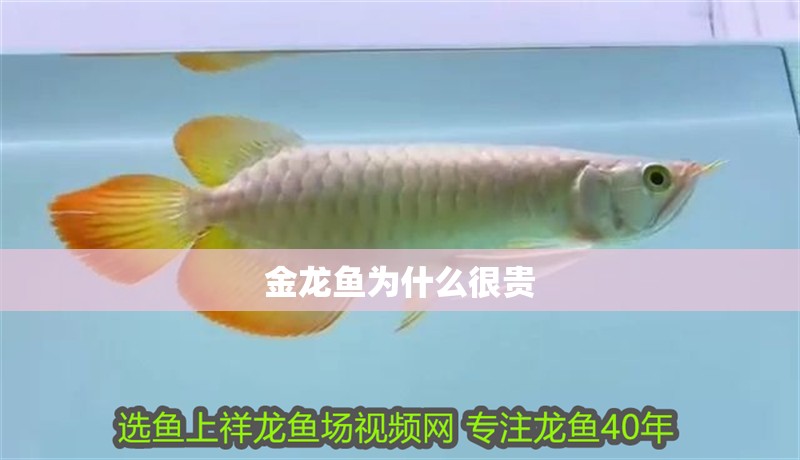 金龍魚為什么很貴 金龍魚為什么很貴 龍魚百科 第2張