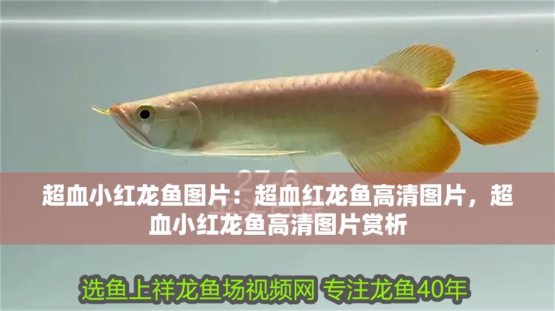 超血小紅龍魚圖片：超血紅龍魚高清圖片，超血小紅龍魚高清圖片賞析 超血小紅龍魚圖片：超血紅龍魚高清圖片，超血小紅龍魚高清圖片賞析 水族問答