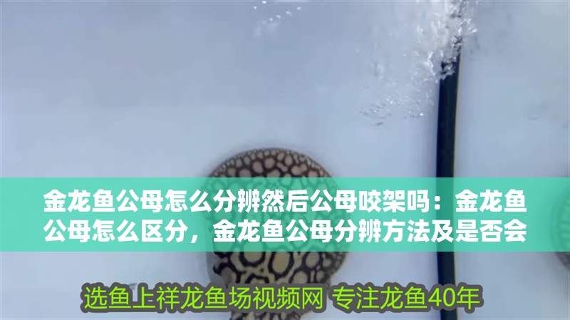 金龍魚公母怎么分辨然后公母咬架嗎：金龍魚公母怎么區分，金龍魚公母分辨方法及是否會發生咬架情況探究