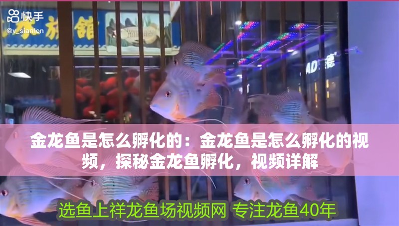 金龍魚是怎么孵化的：金龍魚是怎么孵化的視頻，探秘金龍魚孵化，視頻詳解