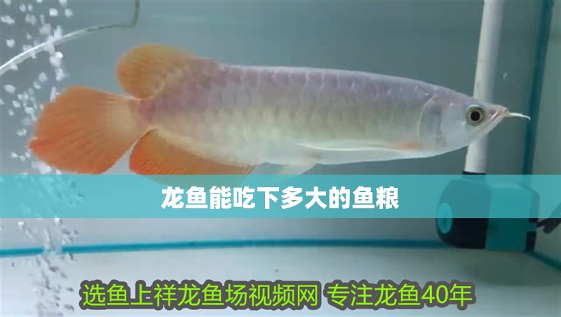 龍魚能吃下多大的魚糧