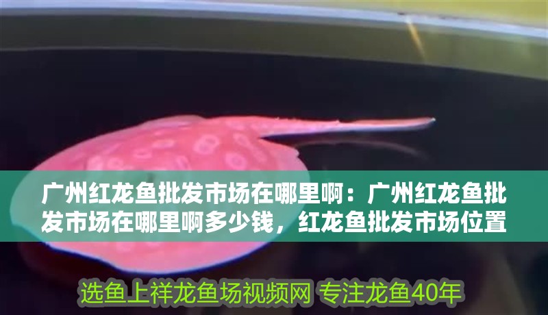 廣州紅龍魚批發(fā)市場在哪里啊：廣州紅龍魚批發(fā)市場在哪里啊多少錢，紅龍魚批發(fā)市場位置