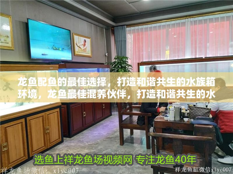 龍魚配魚的最佳選擇，打造和諧共生的水族箱環(huán)境，龍魚最佳混養(yǎng)伙伴，打造和諧共生的水族箱環(huán)境