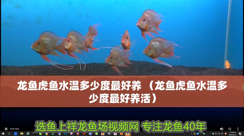 魚缸用增氧泵價(jià)格是多少:魚缸增氧機(jī)-xtrac增氧機(jī)-xtrac增氧機(jī) 龍魚虎魚水溫多少度最好養(yǎng) (龍魚虎魚水溫多少度最好養(yǎng)活) 虎魚百科 龍魚虎魚水溫多少度最好養(yǎng) (龍魚虎魚水溫多少度最好養(yǎng)活) 龍魚虎魚水溫多少度最好養(yǎng) (龍魚虎魚水溫多少度最好養(yǎng)活) 虎魚百科