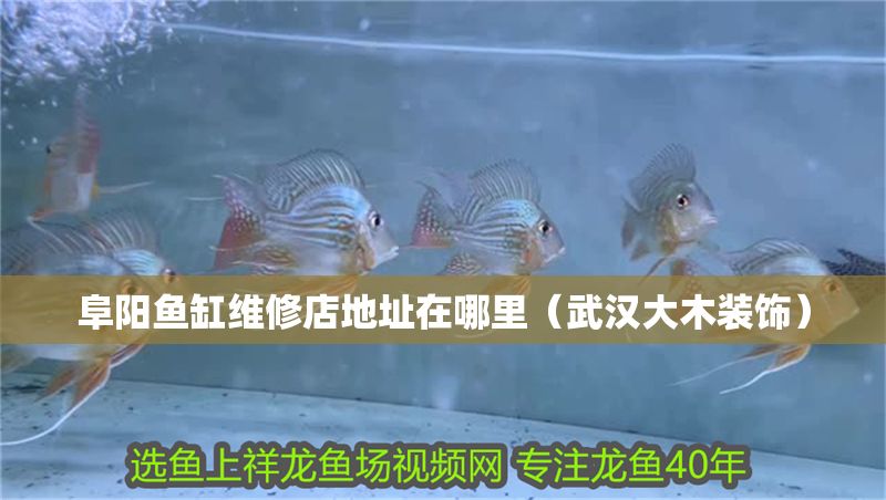 阜陽魚缸維修店地址在哪里（武漢大木裝飾） 阜陽魚缸維修店地址在哪里（武漢大木裝飾） 黃金貓魚百科 第1張