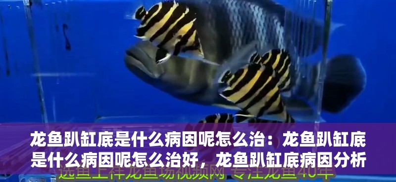 龍魚趴缸底是什么病因呢怎么治：龍魚趴缸底是什么病因呢怎么治好，龍魚趴缸底病因分析及治療方法