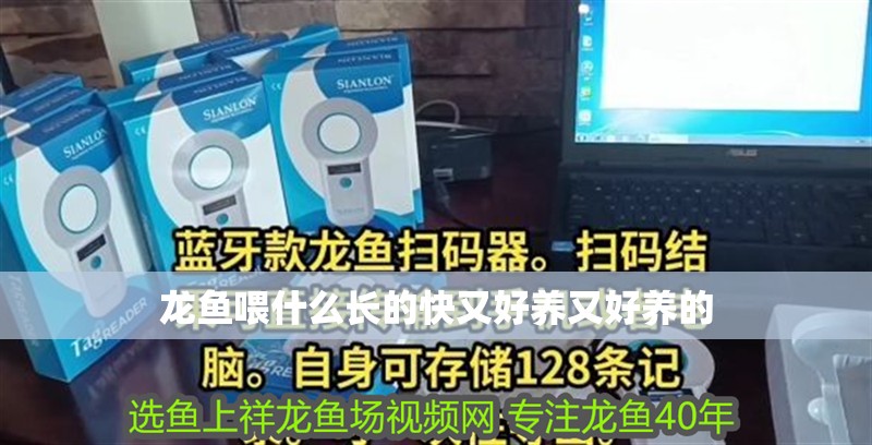龍魚喂什么長的快又好養又好養的