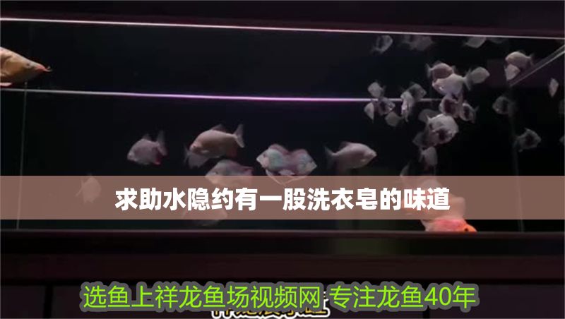 求助水隱約有一股洗衣皂的味道 虎魚(yú)百科 第4張 求助水隱約有一股洗衣皂的味道 求助水隱約有一股洗衣皂的味道 虎魚(yú)百科 第4張