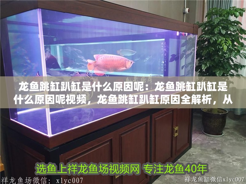 龍魚跳缸趴缸是什么原因呢：龍魚跳缸趴缸是什么原因呢視頻，龍魚跳缸趴缸原因全解析，從環(huán)境到健康