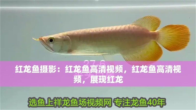 紅龍魚攝影：紅龍魚高清視頻，紅龍魚高清視頻，展現(xiàn)紅龍