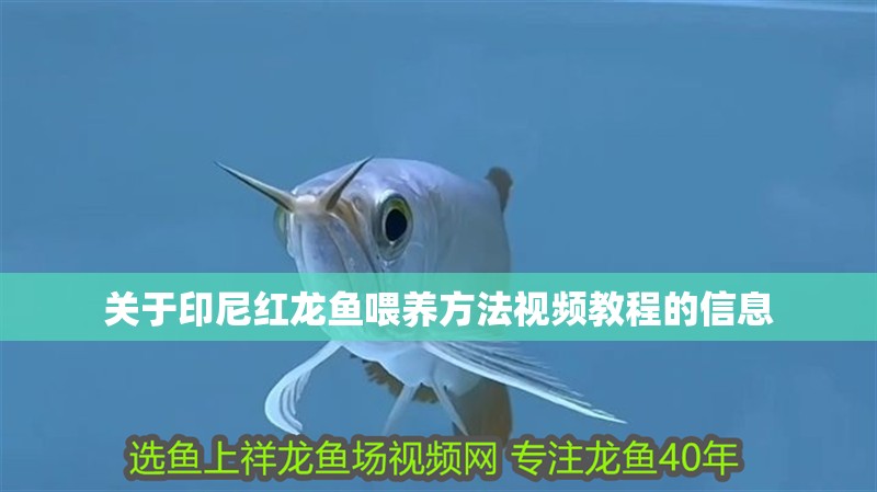 關于印尼紅龍魚喂養方法視頻教程的信息