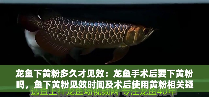 龍魚下黃粉多久才見效：龍魚手術(shù)后要下黃粉嗎，魚下黃粉見效時間及術(shù)后使用黃粉相關(guān)疑問解答 龍魚下黃粉多久才見效：龍魚手術(shù)后要下黃粉嗎，魚下黃粉見效時間及術(shù)后使用黃粉相關(guān)疑問解答 水族問答