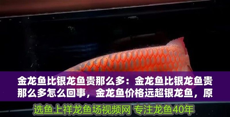 金龍魚比銀龍魚貴那么多：金龍魚比銀龍魚貴那么多怎么回事，金龍魚價格遠超銀龍魚，原因何 金龍魚比銀龍魚貴那么多：金龍魚比銀龍魚貴那么多怎么回事，金龍魚價格遠超銀龍魚，原因何 水族問答