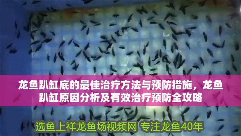 龍魚趴缸底的最佳治療方法與預(yù)防措施，龍魚趴缸原因分析及有效治療預(yù)防全攻略