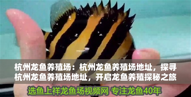 杭州龍魚養殖場：杭州龍魚養殖場地址，探尋杭州龍魚養殖場地址，開啟龍魚養殖探秘之旅 杭州龍魚養殖場：杭州龍魚養殖場地址，探尋杭州龍魚養殖場地址，開啟龍魚養殖探秘之旅 水族問答