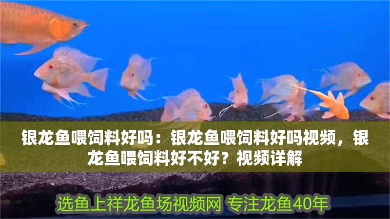 銀龍魚(yú)喂飼料好嗎：銀龍魚(yú)喂飼料好嗎視頻，銀龍魚(yú)喂飼料好不好？視頻詳解 銀龍魚(yú)喂飼料好嗎：銀龍魚(yú)喂飼料好嗎視頻，銀龍魚(yú)喂飼料好不好？視頻詳解 水族問(wèn)答