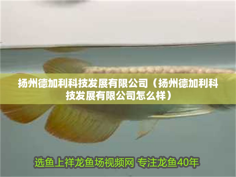 揚(yáng)州德加利科技發(fā)展有限公司（揚(yáng)州德加利科技發(fā)展有限公司怎么樣） 揚(yáng)州德加利科技發(fā)展有限公司（揚(yáng)州德加利科技發(fā)展有限公司怎么樣） 全國(guó)水族館企業(yè)名錄 第2張