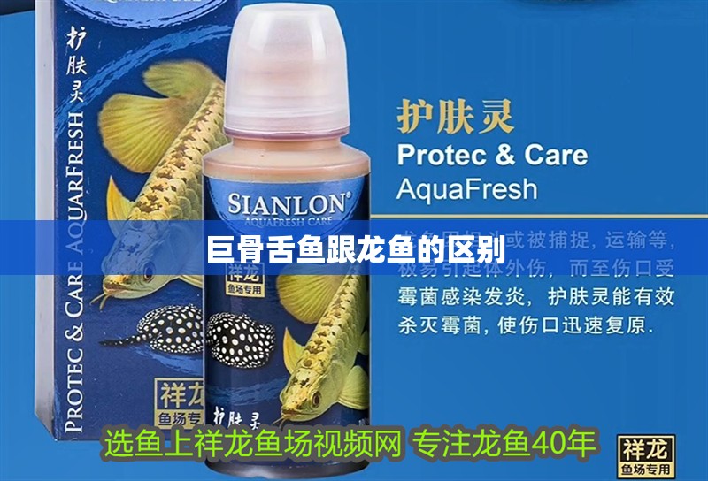 巨骨舌魚跟龍魚的區別
