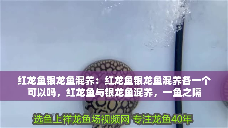 紅龍魚銀龍魚混養：紅龍魚銀龍魚混養各一個可以嗎，紅龍魚與銀龍魚混養，一魚之隔